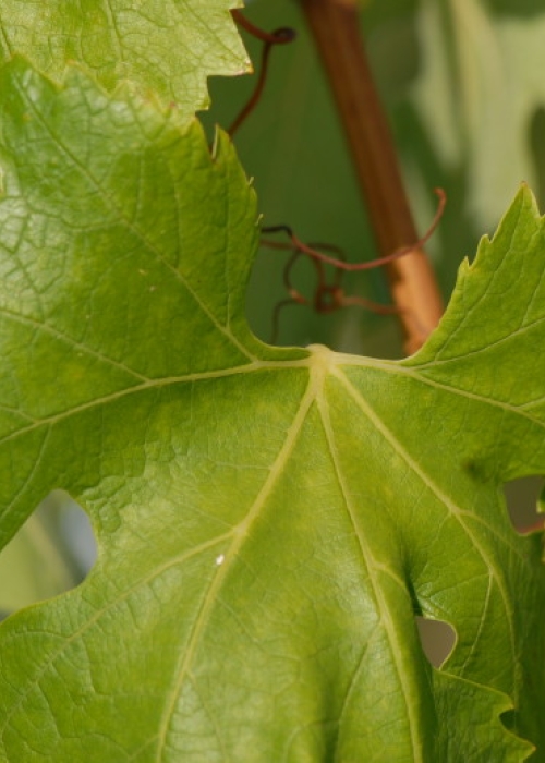 weisser Augster Blatt